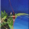 ORCHIDEES DU FENOUILLEDES