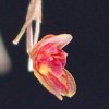 ORCHIDEES DU FENOUILLEDES