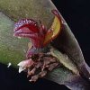 ORCHIDEES DU FENOUILLEDES