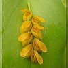 ORCHIDEES DU FENOUILLEDES