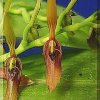 ORCHIDEES DU FENOUILLEDES