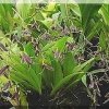 ORCHIDEES DU FENOUILLEDES