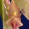 ORCHIDEES DU FENOUILLEDES