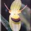 ORCHIDEES DU FENOUILLEDES