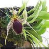 ORCHIDEES DU FENOUILLEDES