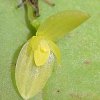 ORCHIDEES DU FENOUILLEDES