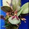 ORCHIDEES DU FENOUILLEDES