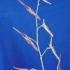 ORCHIDEES DU FENOUILLEDES