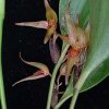 ORCHIDEES DU FENOUILLEDES