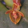 ORCHIDEES DU FENOUILLEDES
