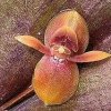 ORCHIDEES DU FENOUILLEDES