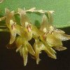ORCHIDEES DU FENOUILLEDES