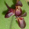 ORCHIDEES DU FENOUILLEDES