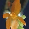 ORCHIDEES DU FENOUILLEDES