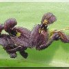 ORCHIDEES DU FENOUILLEDES