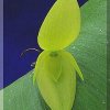 ORCHIDEES DU FENOUILLEDES