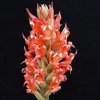 ORCHIDEES DU FENOUILLEDES