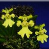 ORCHIDEES DU FENOUILLEDES