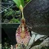 ORCHIDEES DU FENOUILLEDES