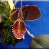 ORCHIDEES DU FENOUILLEDES