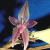 ORCHIDEES DU FENOUILLEDES