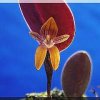 ORCHIDEES DU FENOUILLEDES