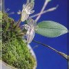 ORCHIDEES DU FENOUILLEDES