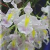 ORCHIDEES DU FENOUILLEDES