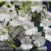 ORCHIDEES DU FENOUILLEDES