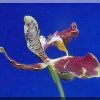 ORCHIDEES DU FENOUILLEDES