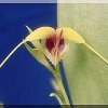 ORCHIDEES DU FENOUILLEDES
