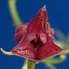 ORCHIDEES DU FENOUILLEDES
