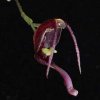 ORCHIDEES DU FENOUILLEDES