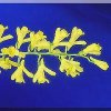 ORCHIDEES DU FENOUILLEDES