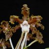 ORCHIDEES DU FENOUILLEDES