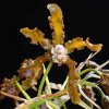 ORCHIDEES DU FENOUILLEDES