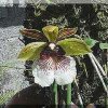 ORCHIDEES DU FENOUILLEDES
