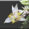 ORCHIDEES DU FENOUILLEDES