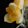 ORCHIDEES DU FENOUILLEDES