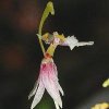 ORCHIDEES DU FENOUILLEDES