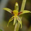 ORCHIDEES DU FENOUILLEDES