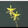 ORCHIDEES DU FENOUILLEDES