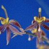 ORCHIDEES DU FENOUILLEDES