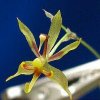 ORCHIDEES DU FENOUILLEDES