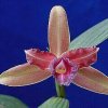 ORCHIDEES DU FENOUILLEDES