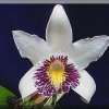 ORCHIDEES DU FENOUILLEDES
