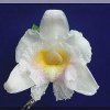ORCHIDEES DU FENOUILLEDES