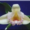ORCHIDEES DU FENOUILLEDES