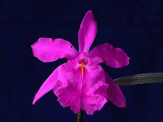 ORCHIDEES DU FENOUILLEDES