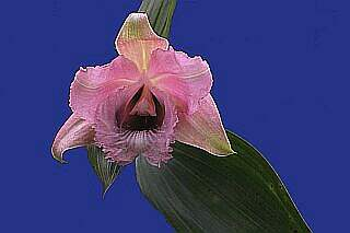 ORCHIDEES DU FENOUILLEDES